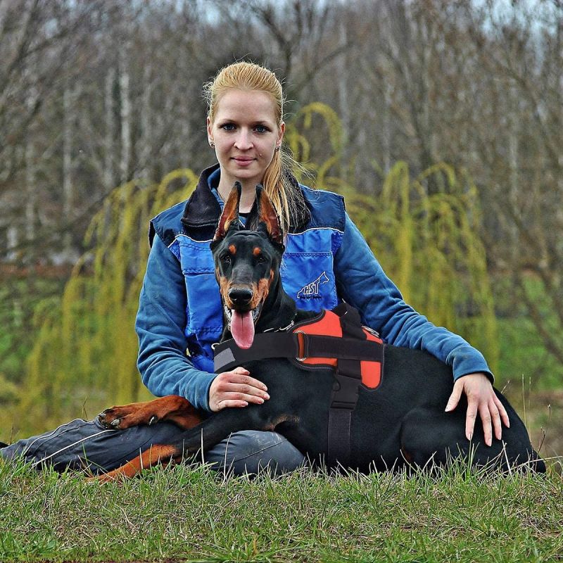 Justerbar andningsbar hundsele med reflekterande väst perfekt för kvällssäkerhet passar Engelska Bulldogs